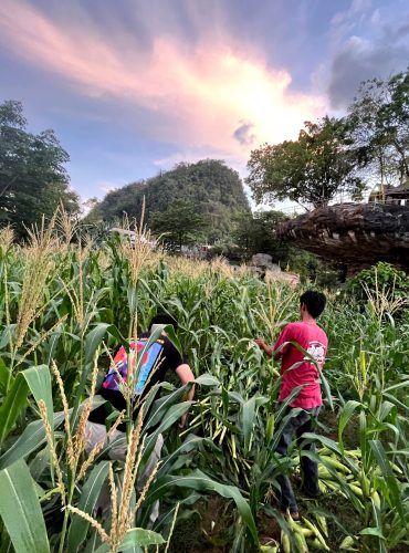 jagung 6