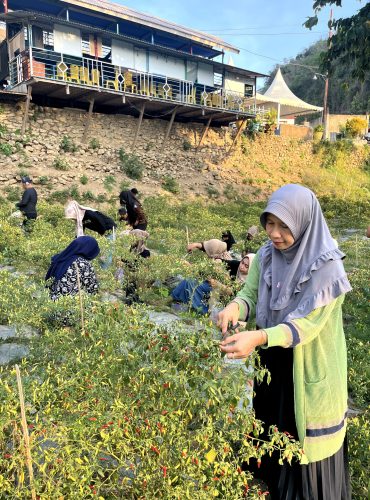 kebun cabe 3